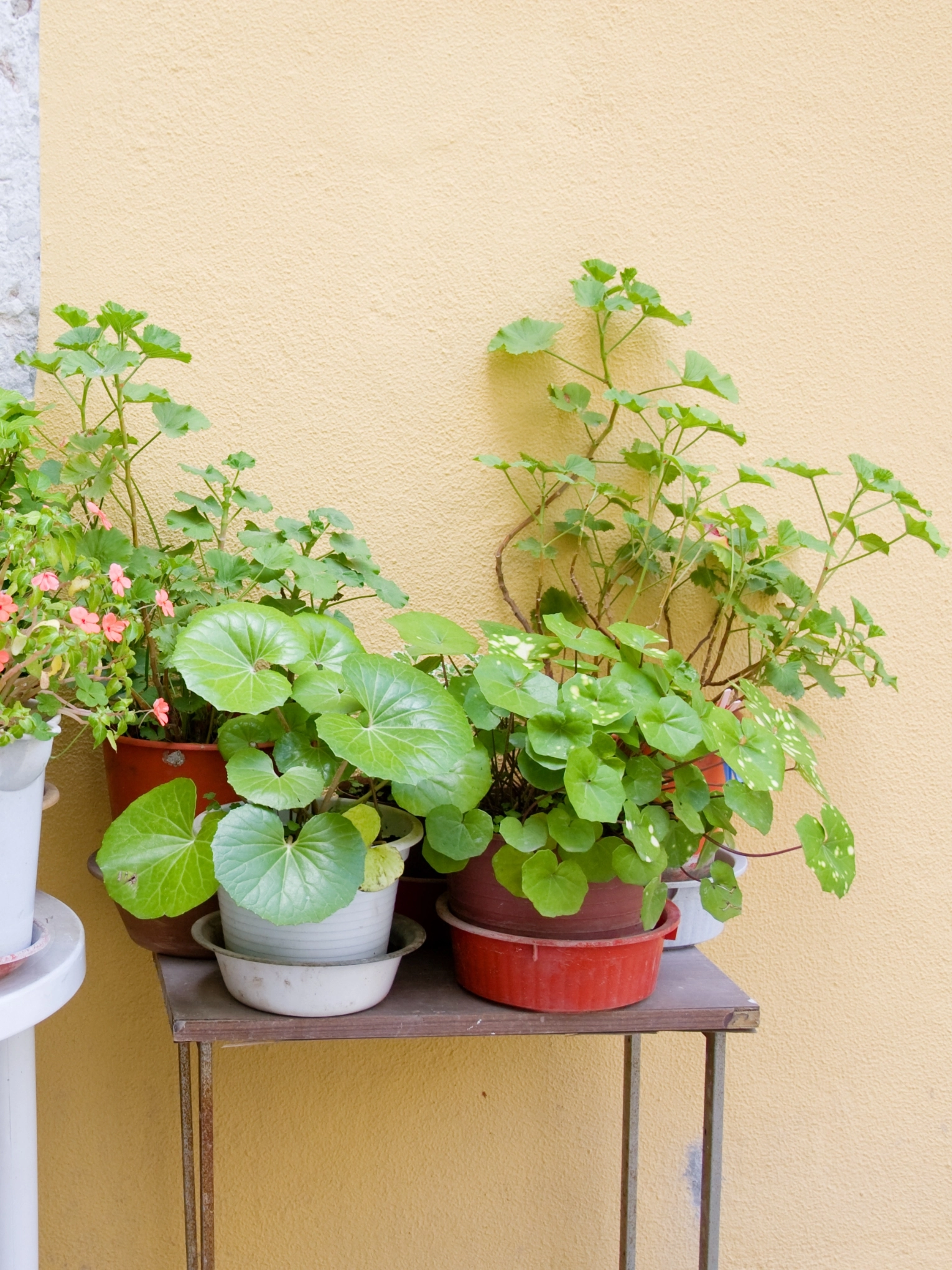 plantas exteriores plantas exteriores