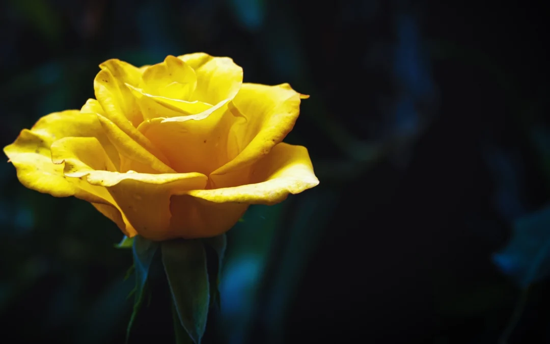 Significado de la rosa amarilla en el amor y amistad