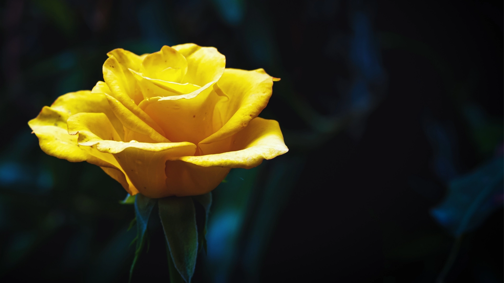 rosa amarilla blog