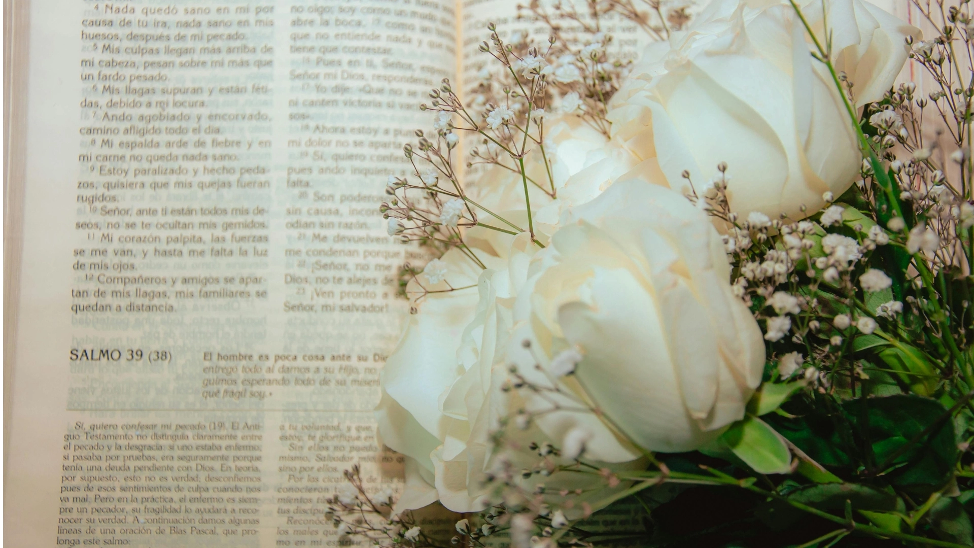 rosa blanca blog